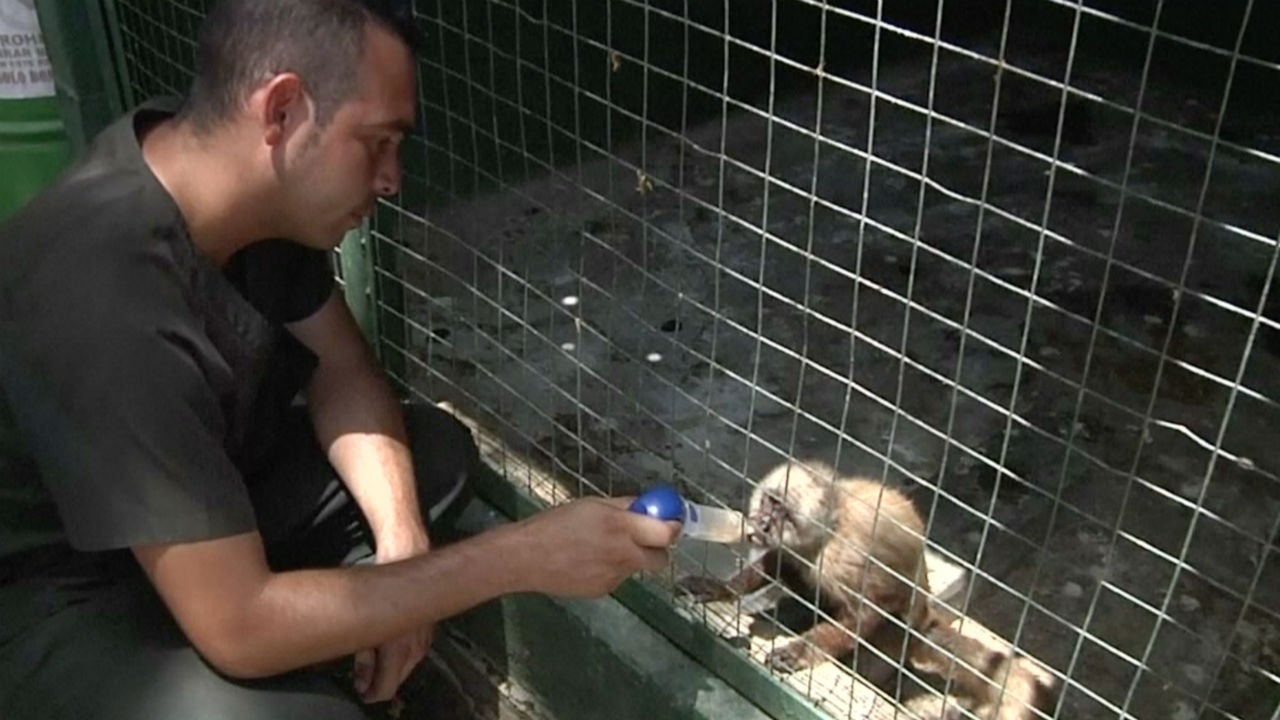 Food Shortages In Venezuela Have Killed About 50 Animals at One