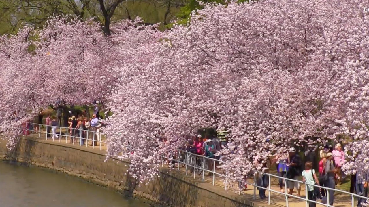 When Should You Visit D.C.'s Cherry Blossoms? The Weather Channel