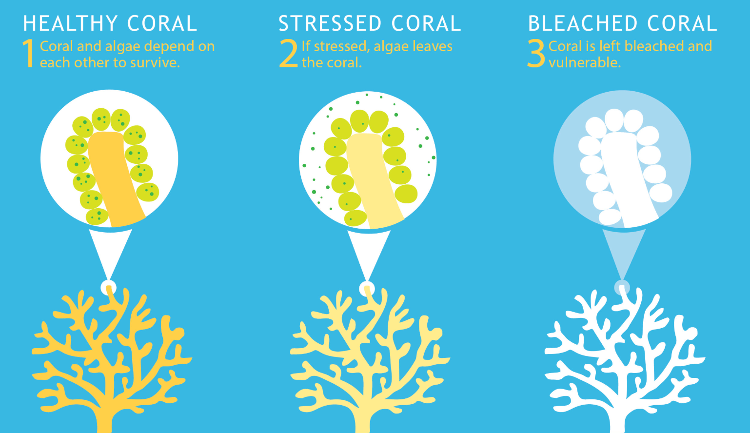 How Coral Becomes Bleached