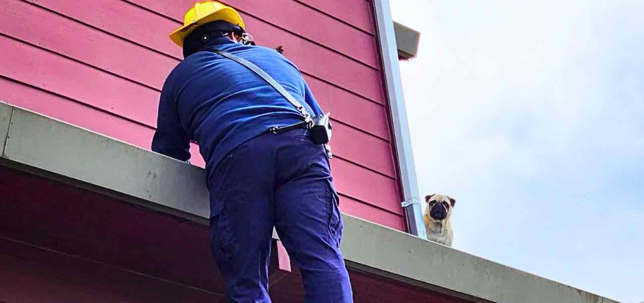 Pug Rescued From Roof 