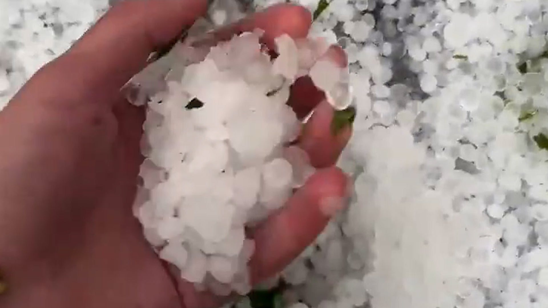 Storm Topples Trees, Slams Charleston Area With Hail