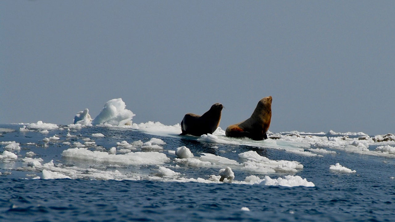 Melting Sea Ice Lets Deadly Marine Virus Spread from Atlantic to ...