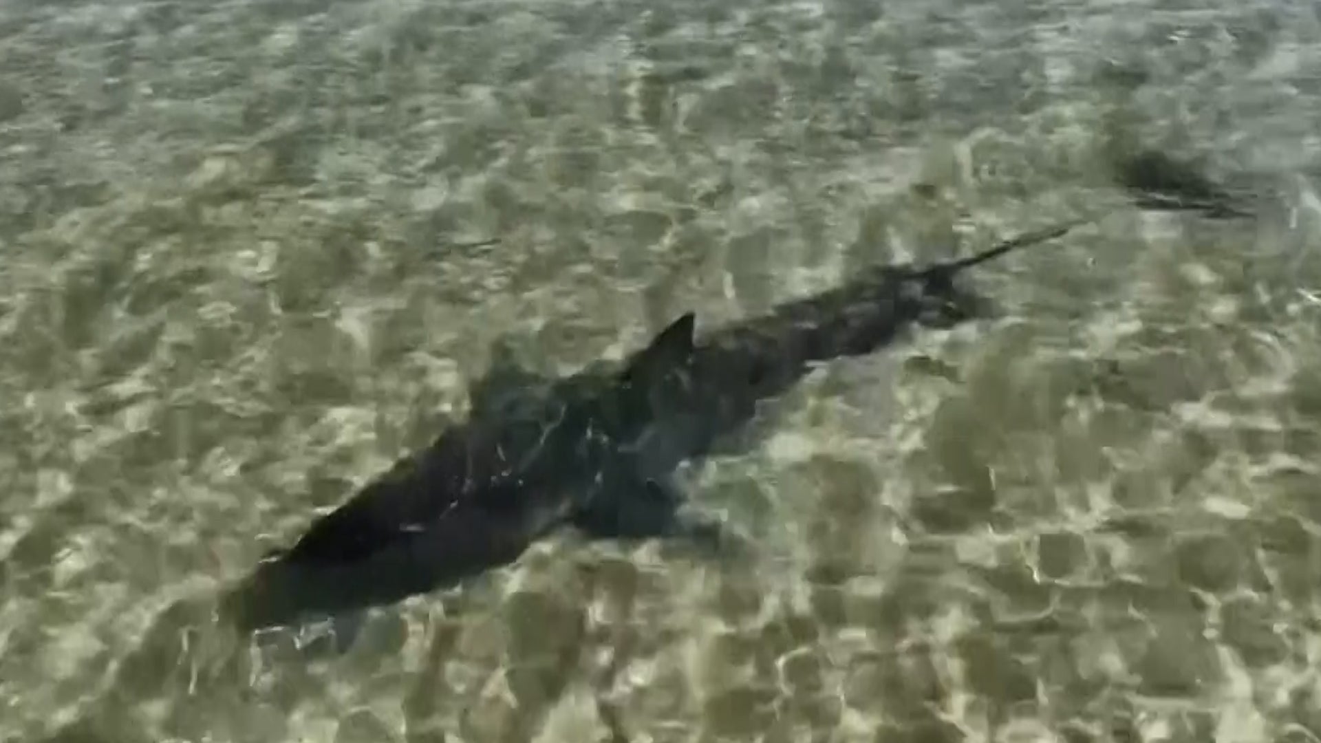 Would You Step In To Rescue A 10-Foot Great White Shark?