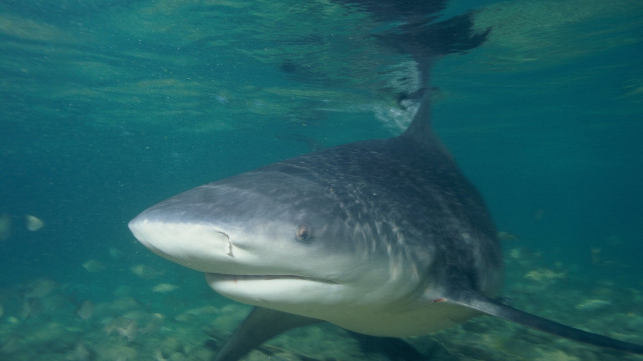 Shark Scare Clears Popular Beach | The Weather Channel