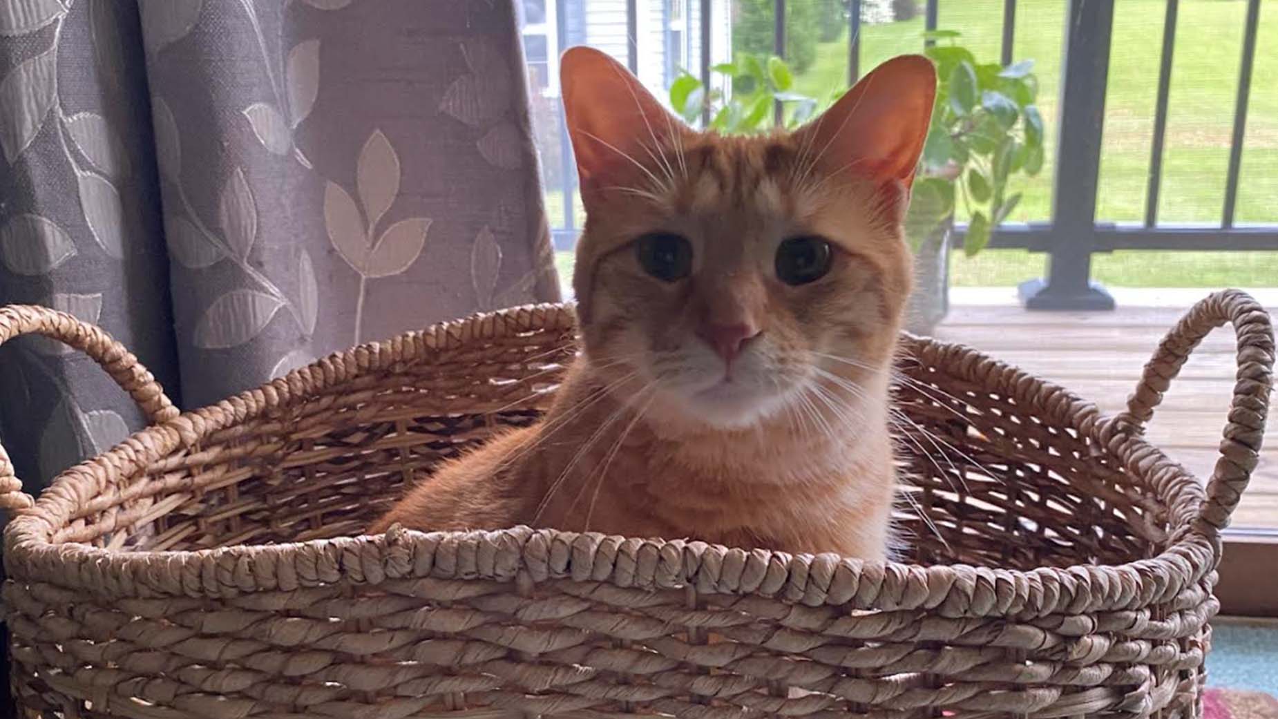 Weather Buddies: 'Simon'