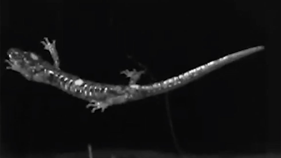 Skydiving Salamanders Are a Real Thing Videos from The Weather Channel