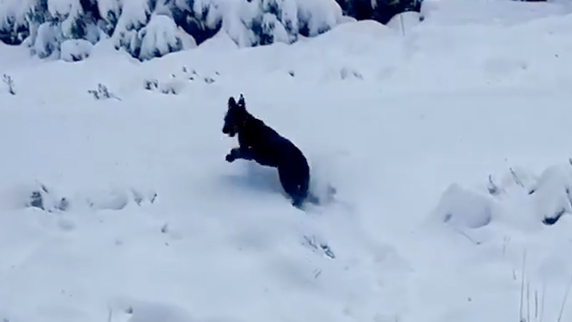 Daily Nugget Of Good: Dog's Joy In New Mexico Snow