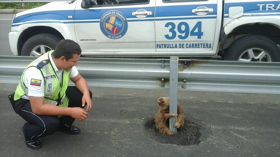 Ecuadorian Police Save Tiny Terrified Sloth in Most Adorable Highway Rescue Ever | The Weather Channel