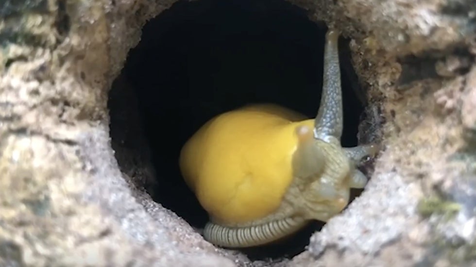 Can Banana Slugs Survive California Fires? Videos from The Weather