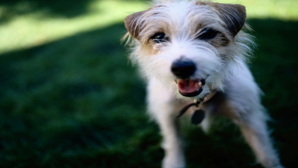 Recommendations for the Best Medical Care for Your Dog