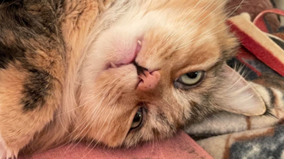 Weather Buddies: 'Spitz'