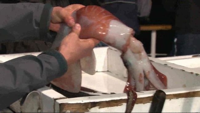 Jumbo Squids Invade California Waters