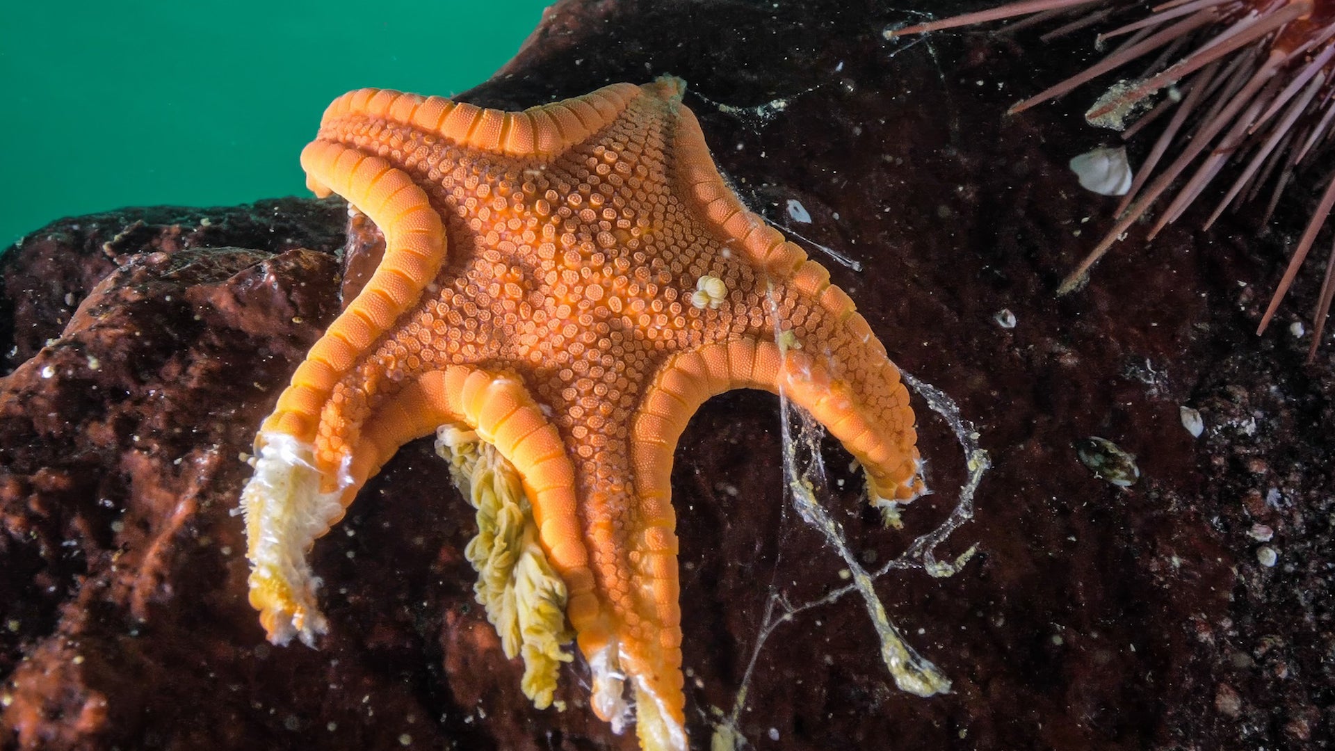 Starfish Epidemic That Killed 5 Billion Is Finally Solved
