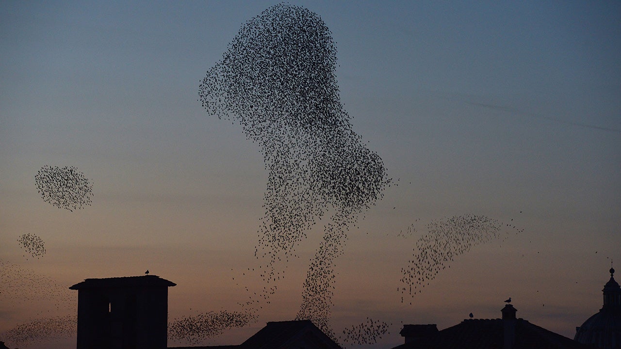 Bird Migration, Rain Creating Nightmare for Rome Motorists | The ...