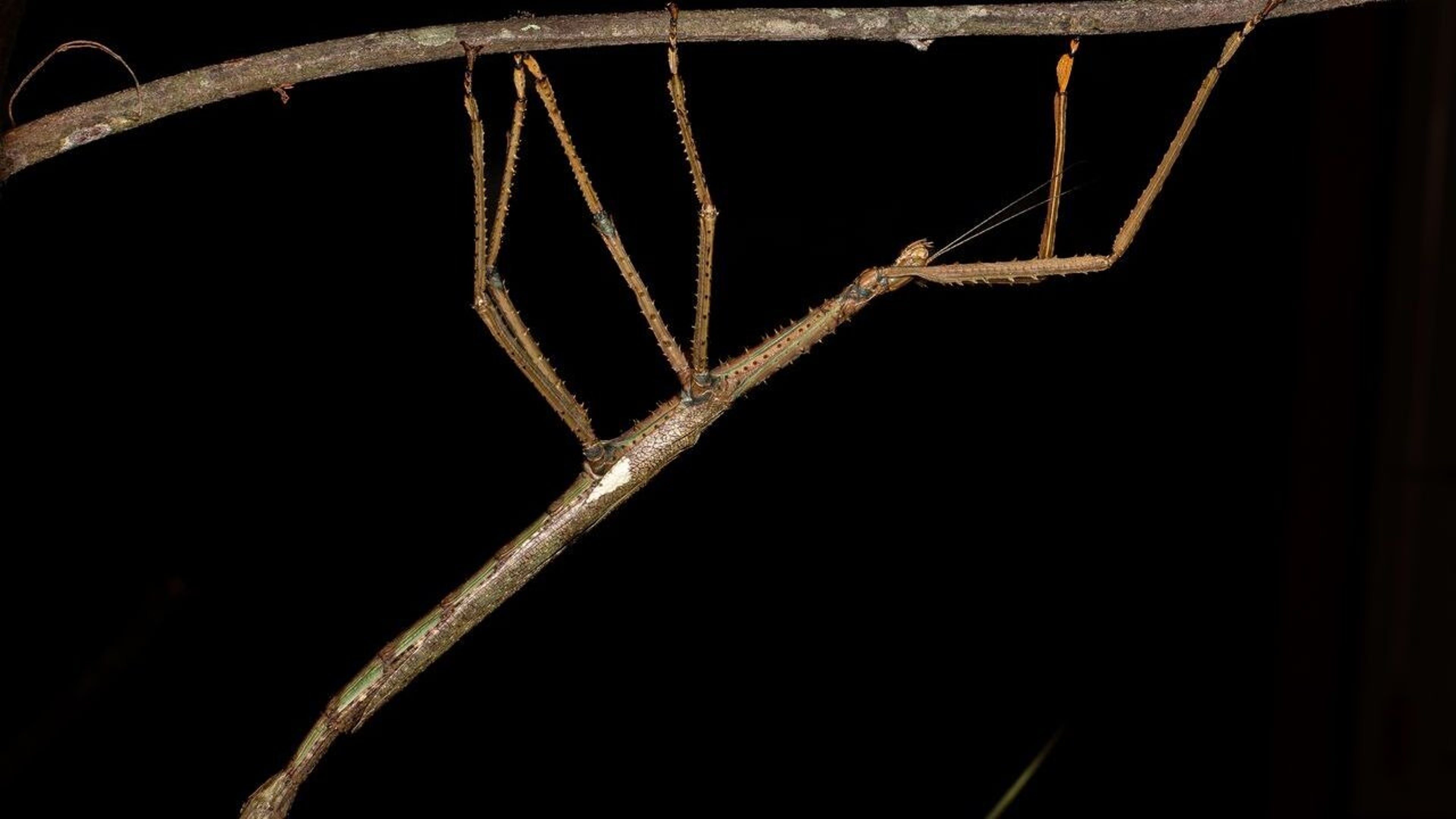 stickbug.jpeg