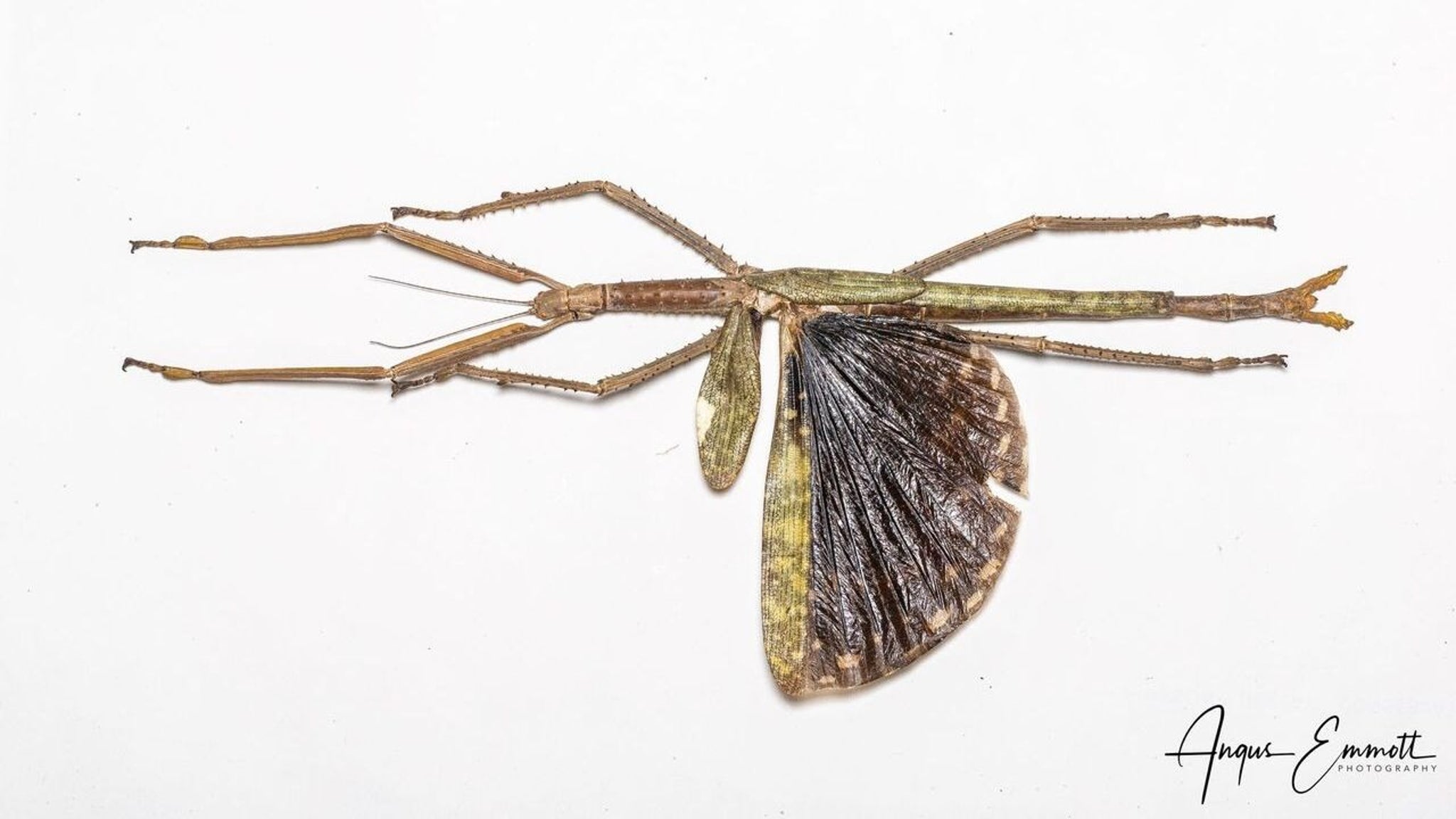 Insect Believed To Be Biggest Bug In Australia | Weather.com