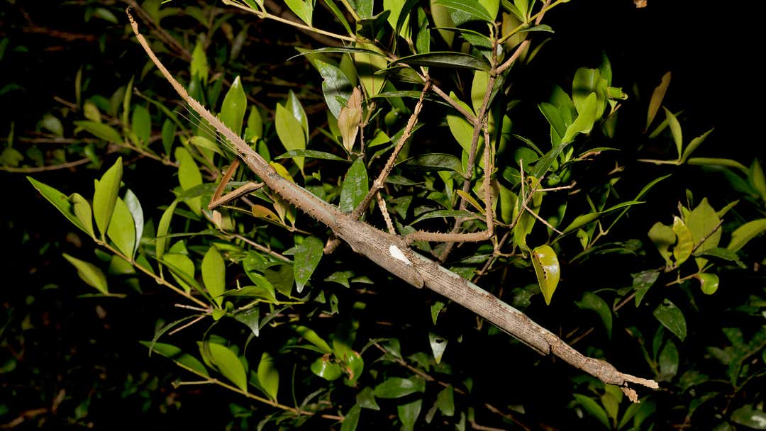 Chevrons Insect Insect Believed To Be Biggest Bug In Australia | Weather.com