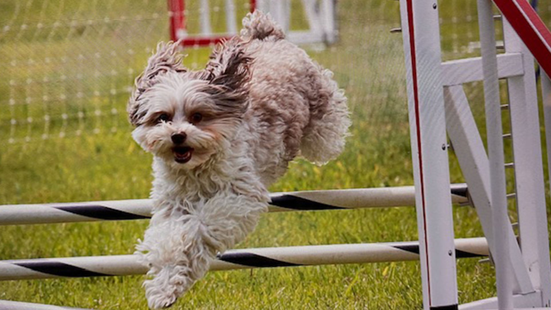 Weather Buddies: 'Storm'