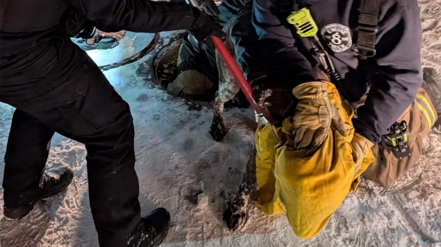 Dog rescued from storm drain in snow
