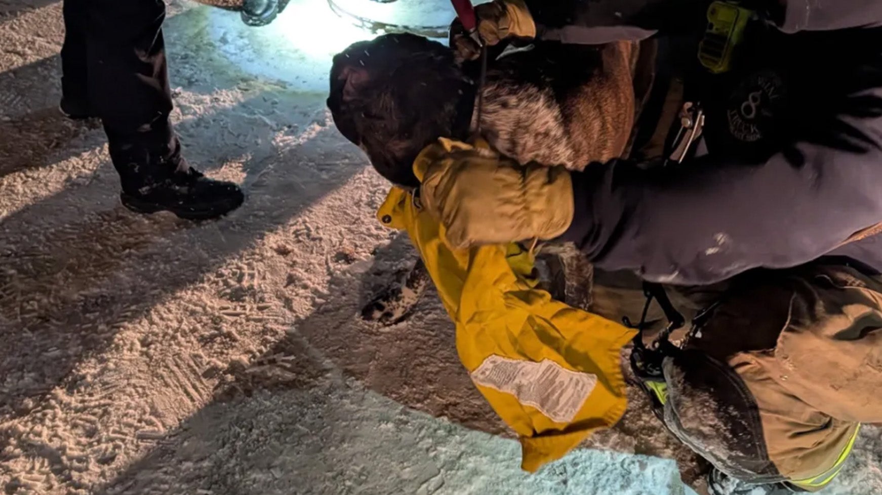 Dog rescued from storm drain in snow
