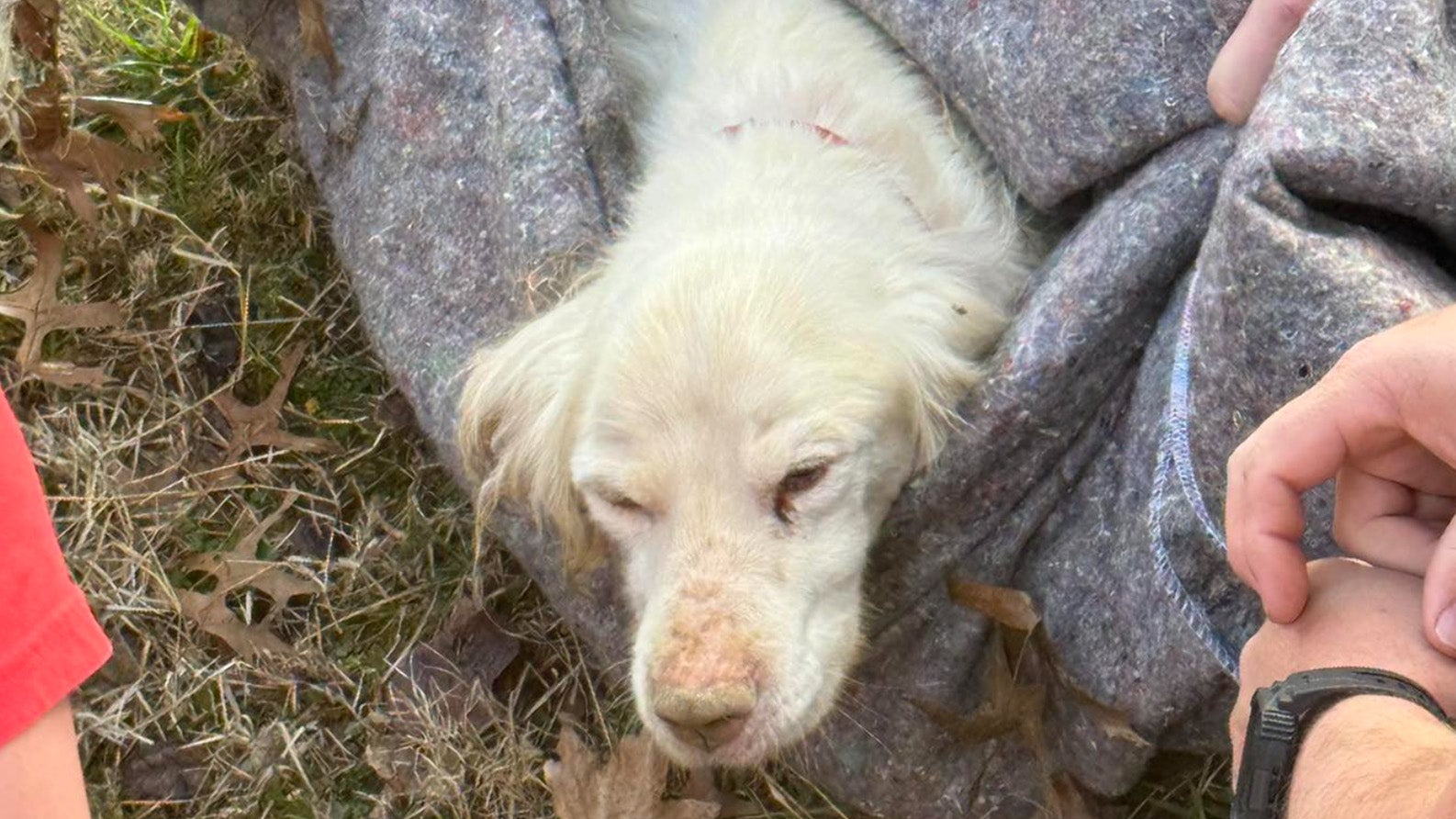 storm drain dog rescue
