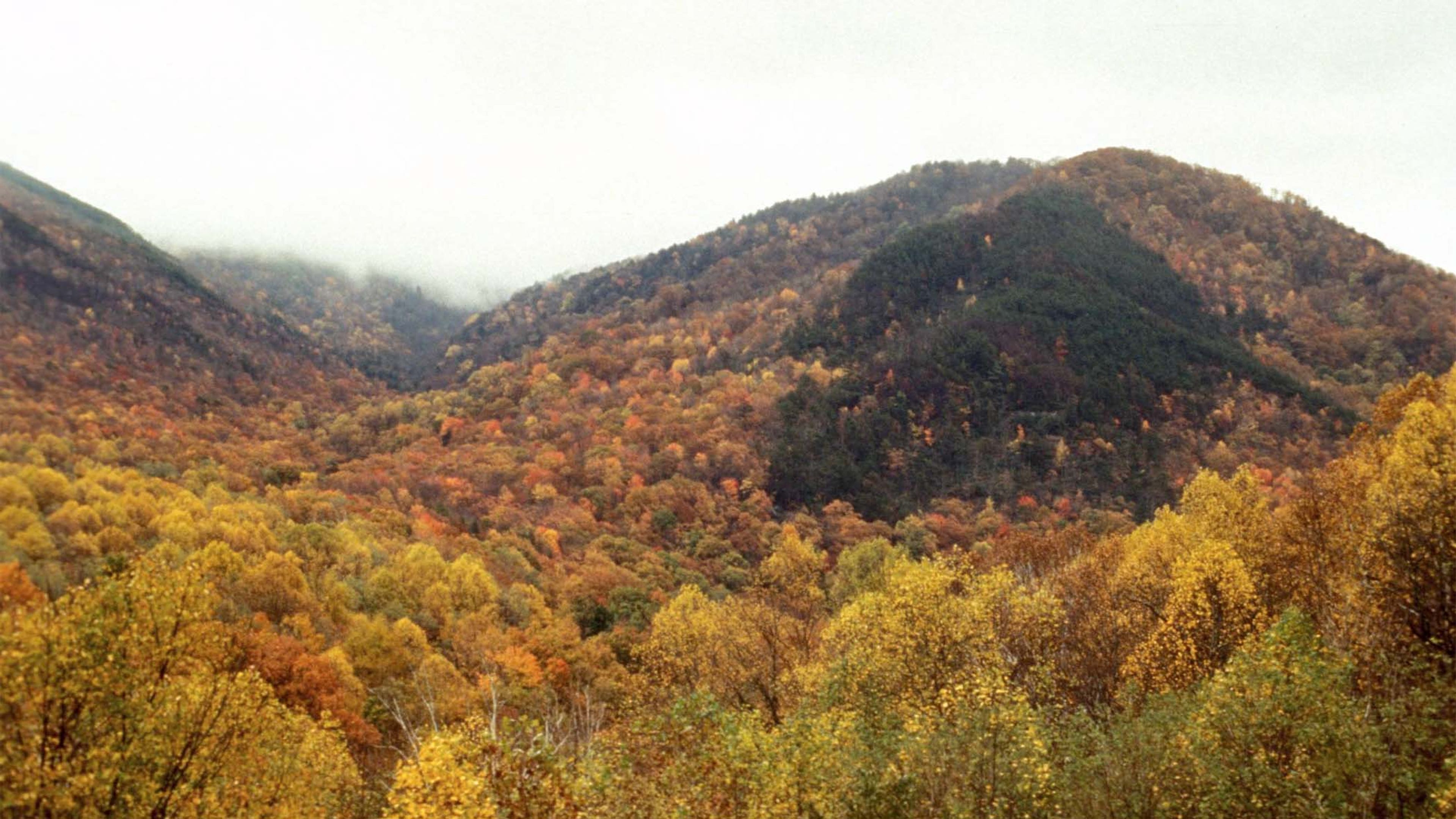 fall foliage