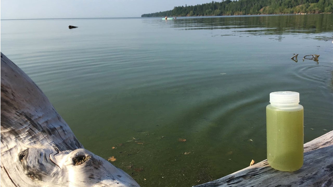'Unprecedented' Algae Bloom in Lake Superior Blamed on Climate Change