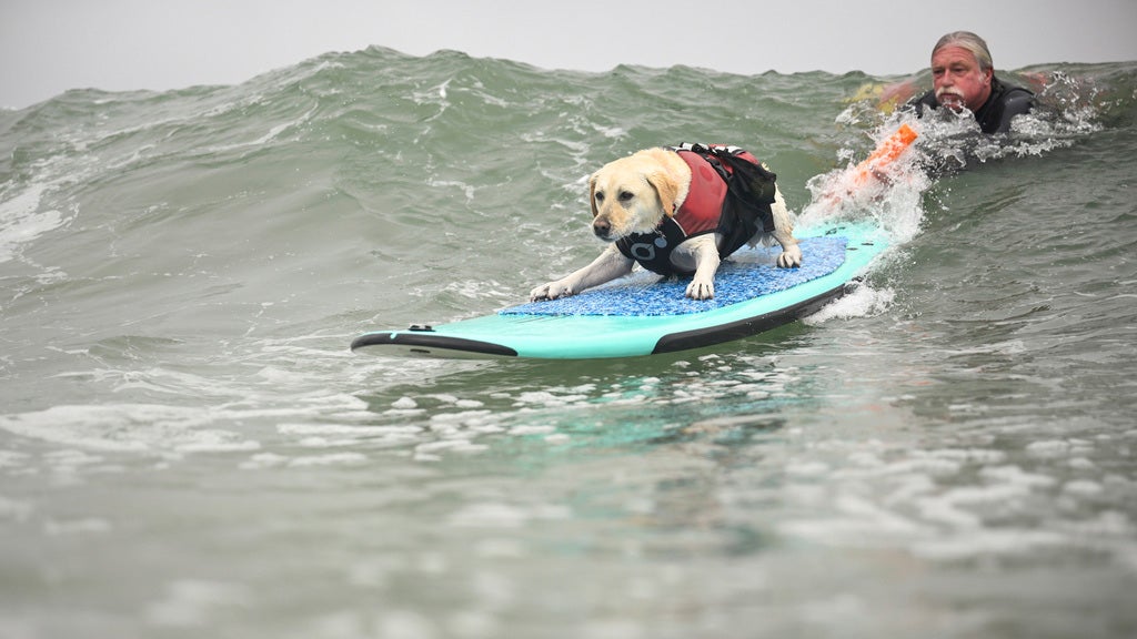 surf dogs