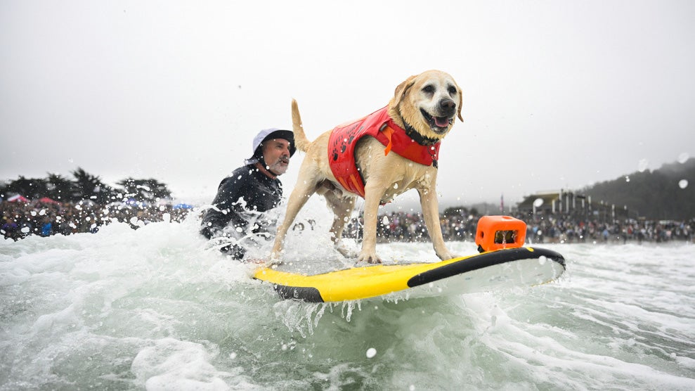 surf dogs