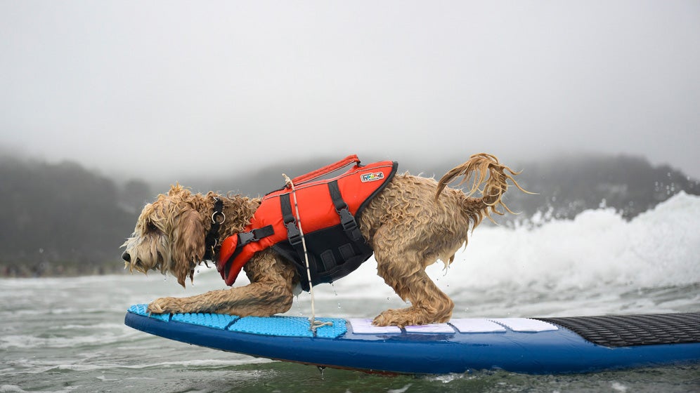 surf dogs
