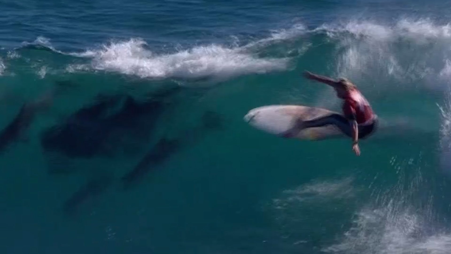 Pod Of Dolphins Joins Surfing Competition