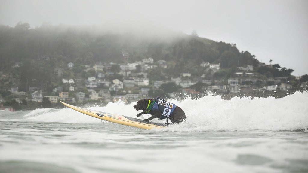 surf dogs
