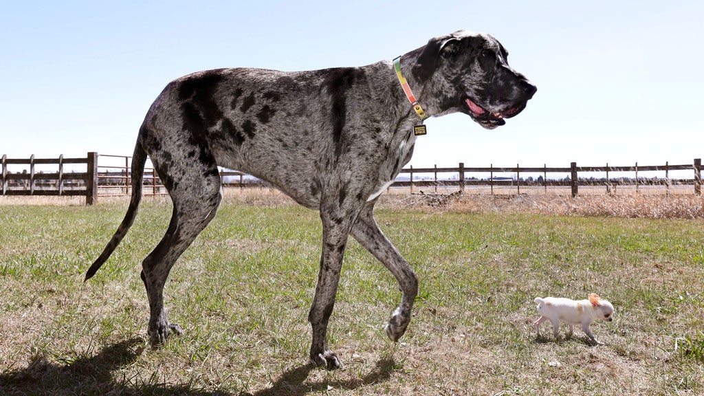 World's Tallest, Smallest Dogs Meet Up For A Playdate