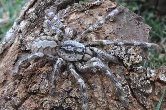 Meet the Tarantula as Big as Your Face | Weather.com