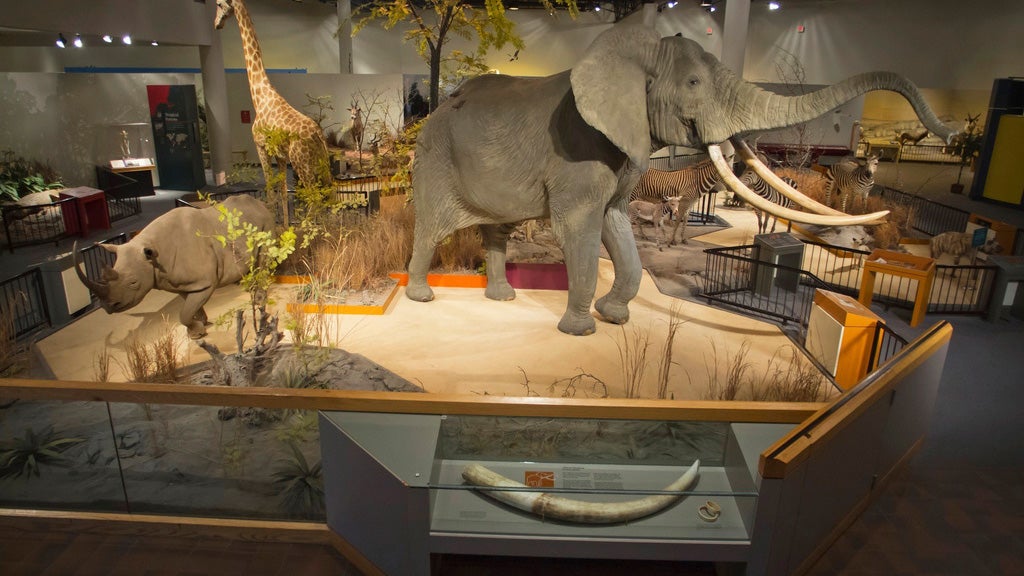 Toxic Taxidermy Animals Find Forever Homes