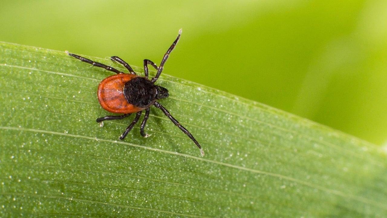 Lyme Disease Surging in Northeast, Experts Say, and It's Likely to Get Worse This Summer The