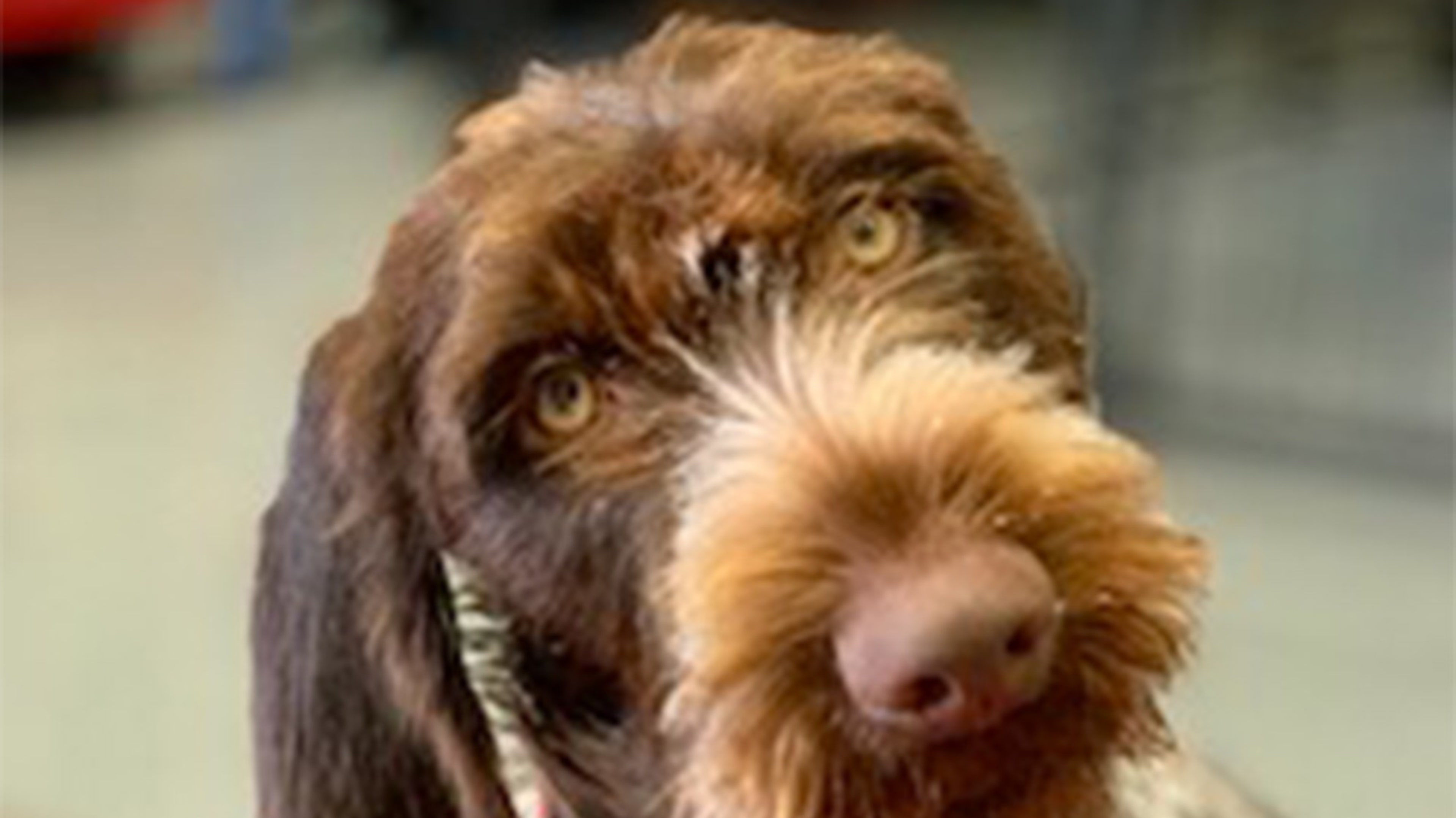 a dog named Tilli