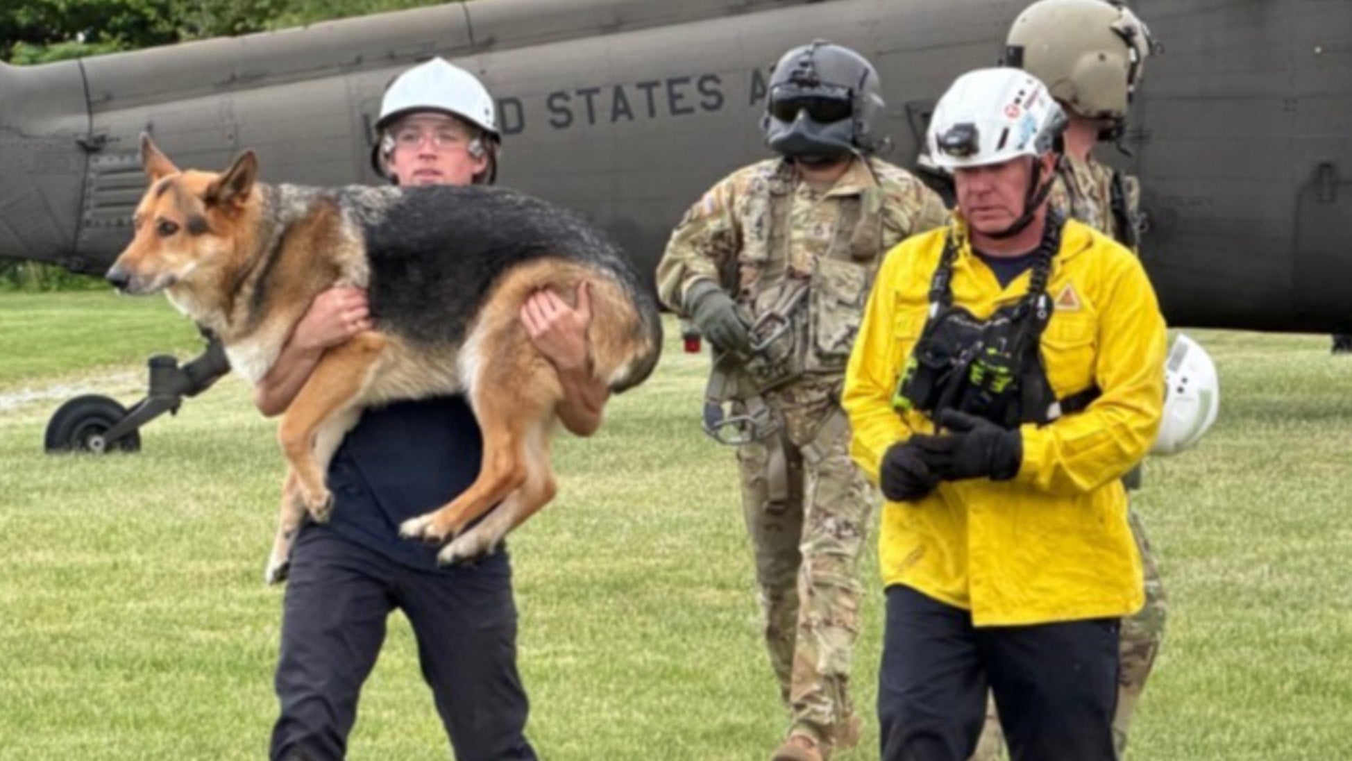 rescued dog 