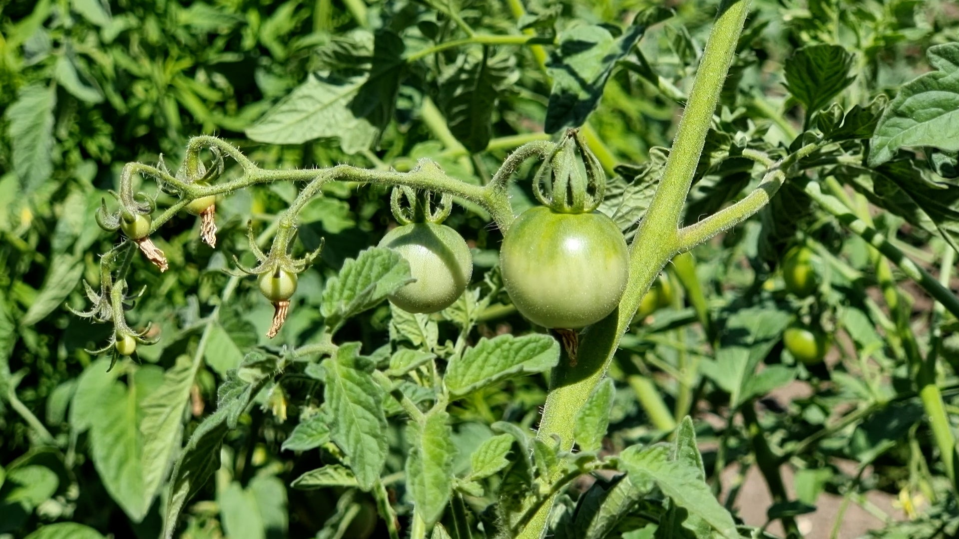 Here&rsquo;s Why Your Tomatoes Haven&rsquo;t Turned Red