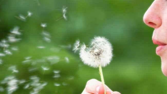 Top 5 Summer Allergy Triggers