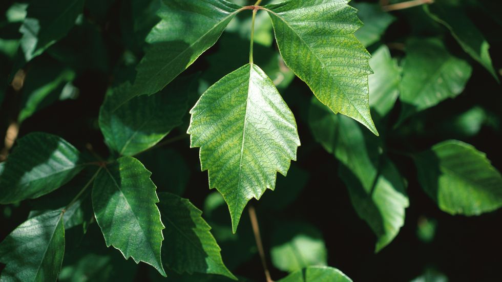 Treat and Avoid Poison Ivy & Other Toxic Plants