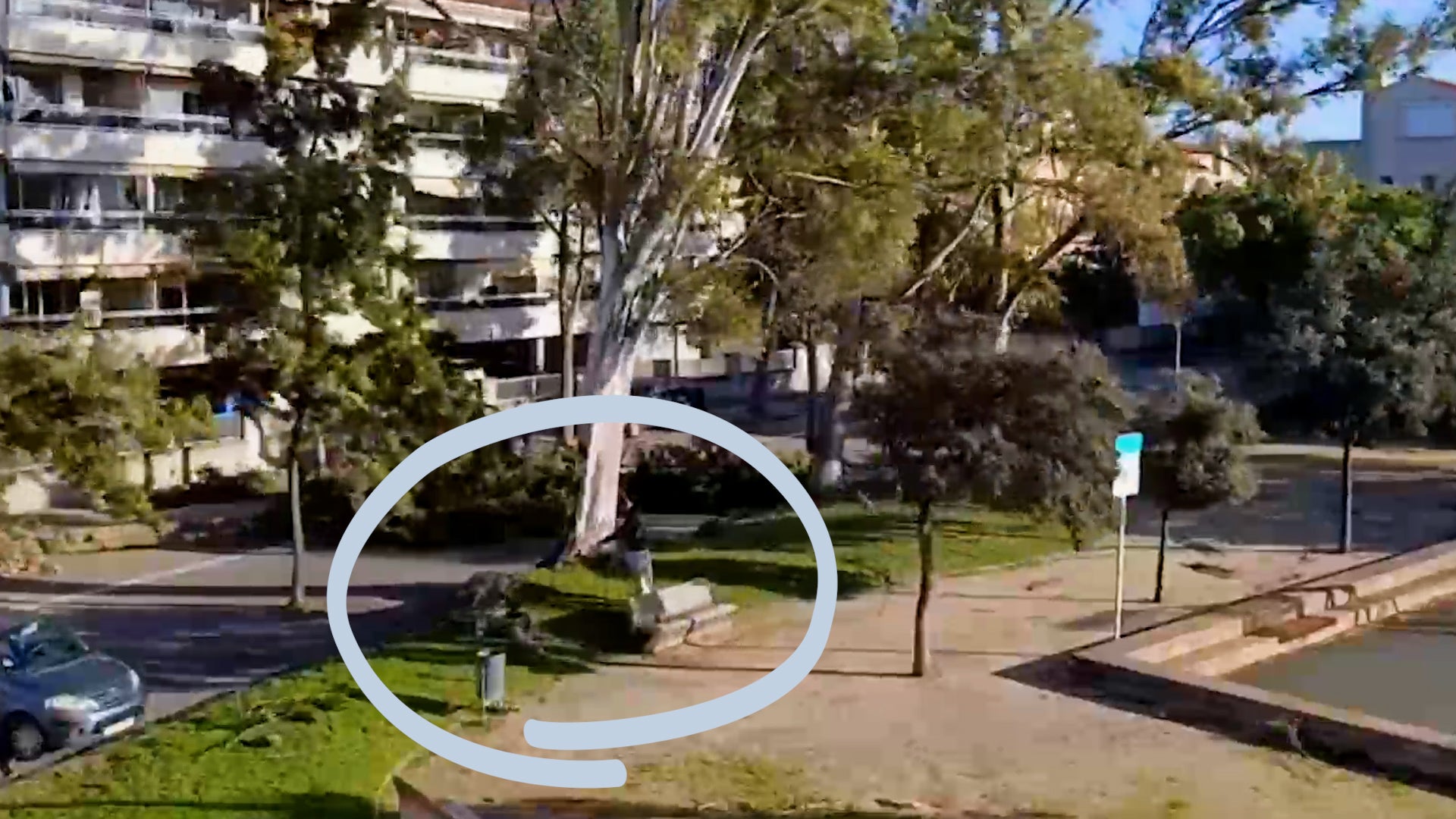 Watch: Hair-Raising Near Miss As Winds Topple Massive Tree