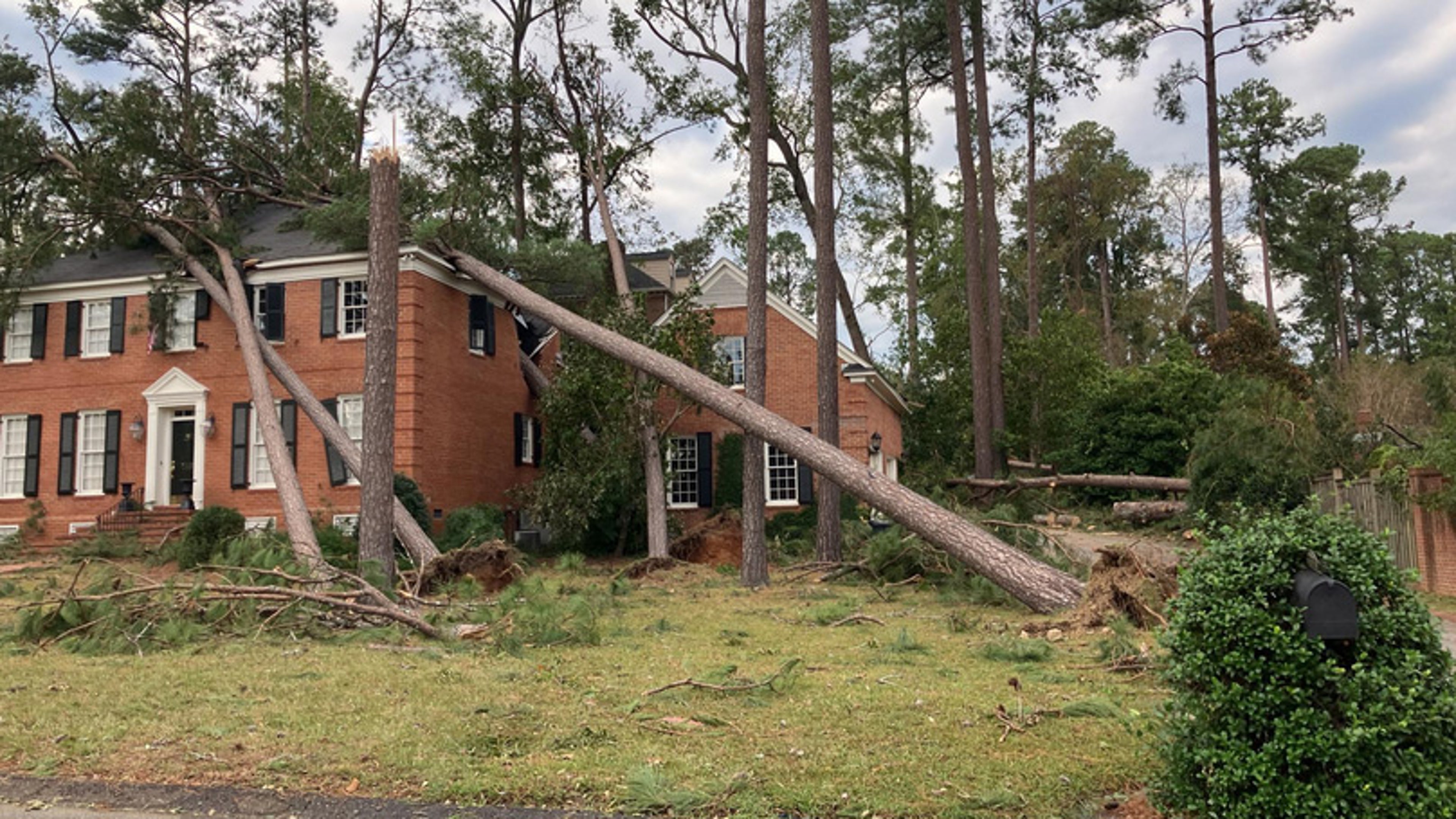 treedownhelenenwsphoto.jpg