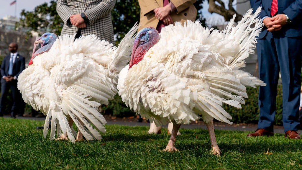 The Wild Story Of How Conservationists Brought Turkeys Back