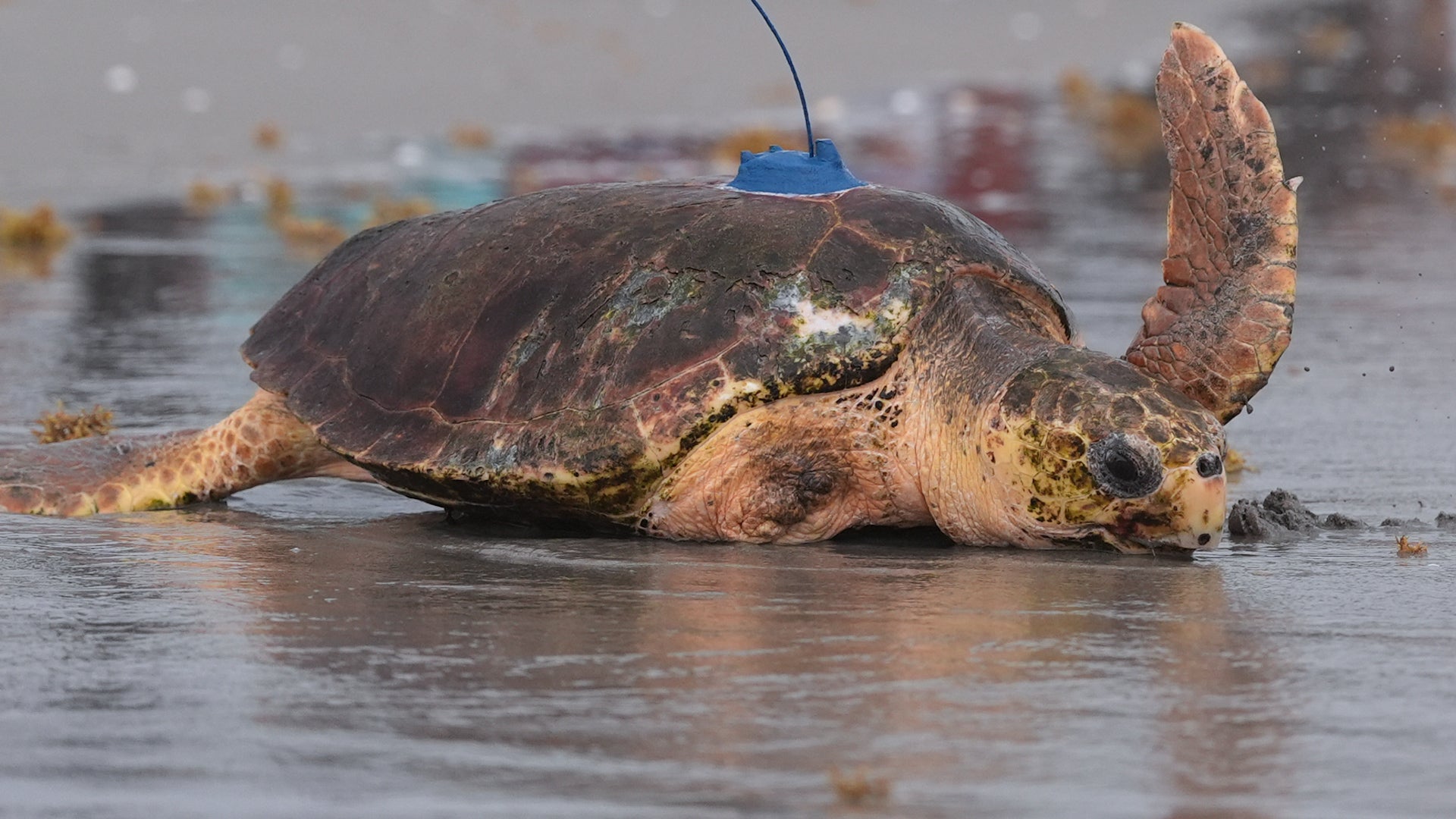 Injured Loggerhead Turtle Returns To Ocean In Florida