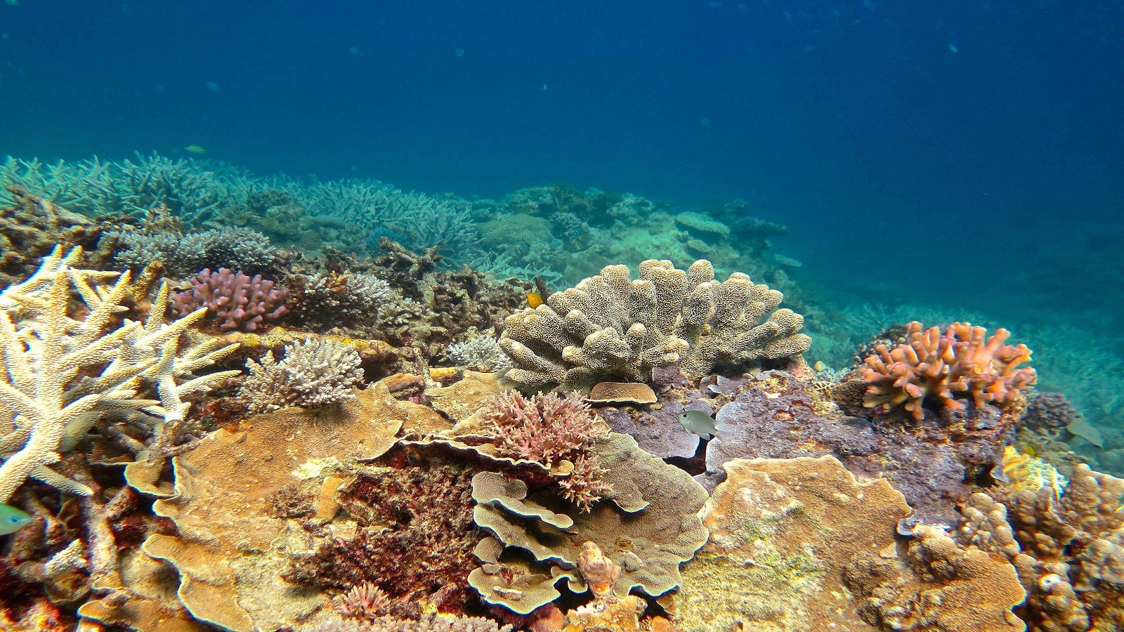Great Barrier Reef Dieses Jahr Starben So Viele Korallen Wie Nie Zuvor The Weather Channel Artikel Von The Weather Channel Weather Com