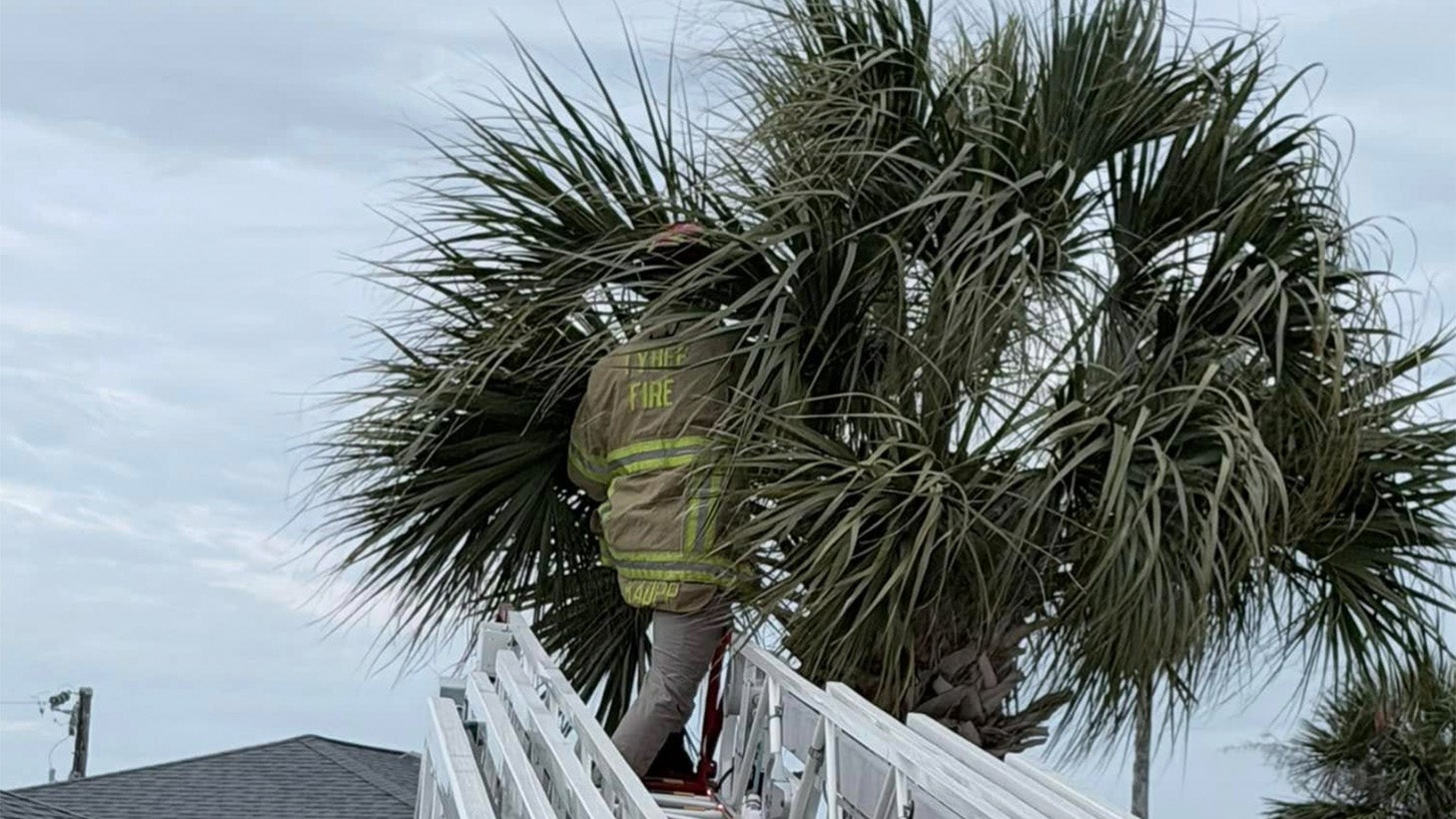 cat being rescued from a palm tree
