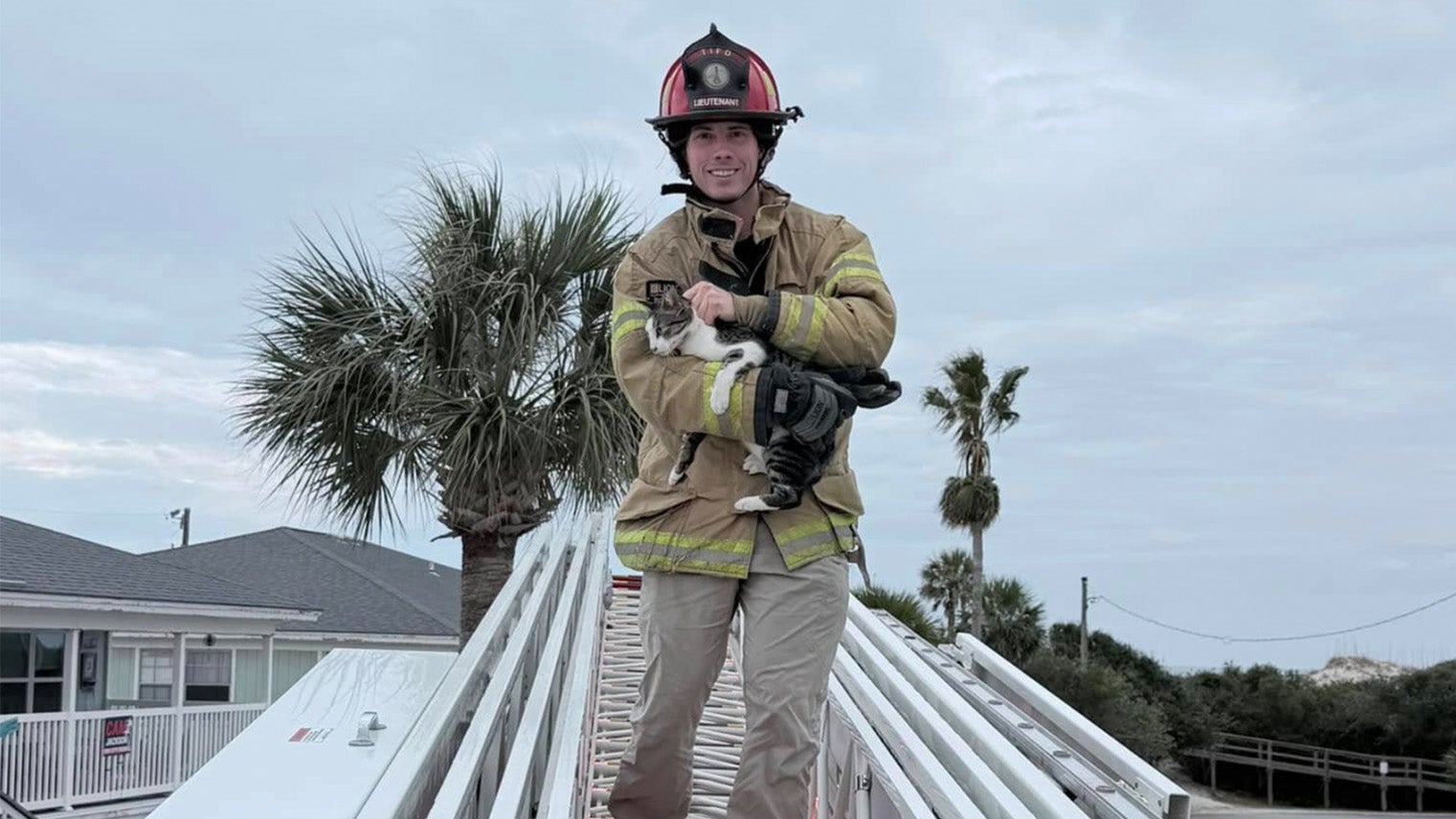 cat being rescued from a palm tree