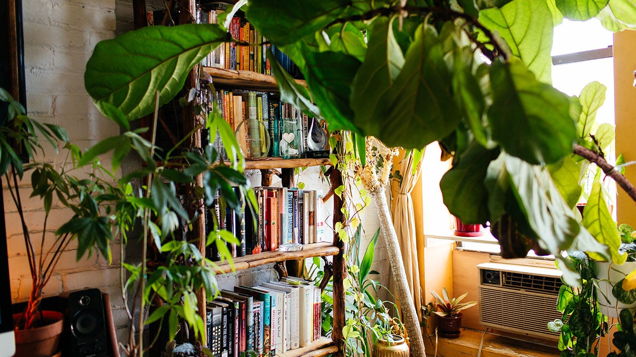Apartment Jungle: Living with 500 Plants | The Weather Channel