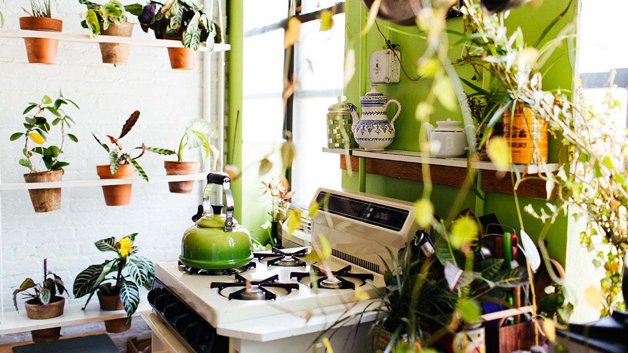 Apartment Jungle: Living with 500 Plants | The Weather Channel